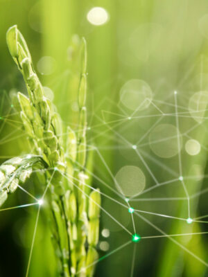 agriculture-iot-with-rice-field-background (1)